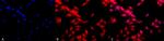 HSF1 Antibody in Immunocytochemistry (ICC/IF)