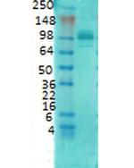 PSD-95 Antibody in Western Blot (WB)