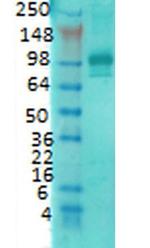 PSD-95 Antibody in Western Blot (WB)