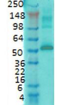 CaMKII alpha Antibody in Western Blot (WB)