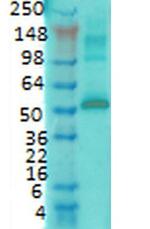 CaMKII alpha Antibody in Western Blot (WB)