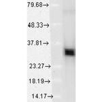 HO-1 Antibody in Western Blot (WB)