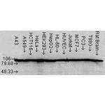 HSP90 alpha/beta Antibody in Western Blot (WB)