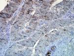 HSP90 Antibody in Immunohistochemistry (PFA fixed) (IHC (PFA))