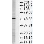 FKBP5 Antibody in Western Blot (WB)