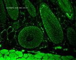 FKBP4 Antibody in Immunohistochemistry (Paraffin) (IHC (P))