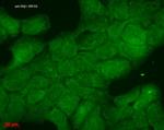 HSP40 Antibody in Immunocytochemistry (ICC/IF)