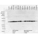 HSP40 Antibody in Western Blot (WB)