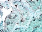 HSP90 Antibody in Immunohistochemistry (PFA fixed) (IHC (PFA))