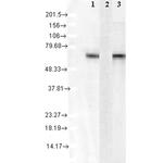 HSC70 Antibody in Western Blot (WB)