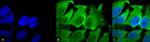 HSC70 Antibody in Immunocytochemistry (ICC/IF)