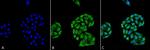 HSP70 Antibody in Immunocytochemistry (ICC/IF)