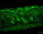 ERp57 Antibody in Immunohistochemistry (Paraffin) (IHC (P))