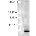 Ubiquitin Antibody in Western Blot (WB)