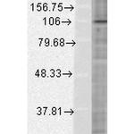 HIF-1 alpha Antibody in Western Blot (WB)