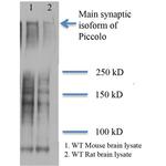 PCLO Antibody in Western Blot (WB)