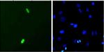 DUX4 Antibody in Immunocytochemistry (ICC/IF)