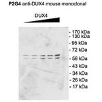 DUX4 Antibody in Western Blot (WB)