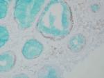 DNMT1 Antibody in Immunohistochemistry (PFA fixed) (IHC (PFA))