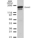 DNMT1 Antibody in Western Blot (WB)