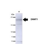 DNMT1 Antibody in Western Blot (WB)