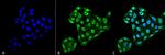 TXNDC5 Antibody in Immunocytochemistry (ICC/IF)