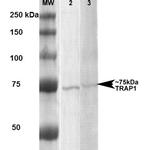 TRAP1 Antibody in Western Blot (WB)