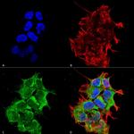 HYOU1 Antibody in Immunocytochemistry (ICC/IF)