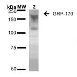 HYOU1 Antibody in Western Blot (WB)