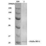 HO-1 Antibody in Western Blot (WB)