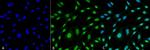 HO-1 Antibody in Immunocytochemistry (ICC/IF)