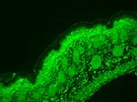 CaV1.3 Antibody in Immunohistochemistry (Paraffin) (IHC (P))