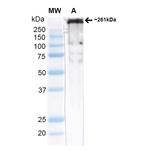 CaV3.2 Antibody in Western Blot (WB)