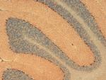 HCN1 Antibody in Immunohistochemistry (PFA fixed) (IHC (PFA))