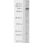 HCN1 Antibody in Western Blot (WB)