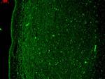 KCNQ4 Antibody in Immunohistochemistry (Paraffin) (IHC (P))