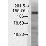 Slo2.2 Antibody in Western Blot (WB)