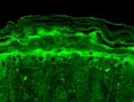 Slo2.2 Antibody in Immunohistochemistry (Paraffin) (IHC (P))