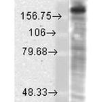 NMDAR2B Antibody in Western Blot (WB)