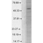 GABRA1 Antibody in Western Blot (WB)