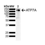 ATP7A Antibody in Western Blot (WB)