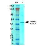 EAAC1 Antibody in Western Blot (WB)