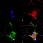 EAAC1 Antibody in Immunocytochemistry (ICC/IF)