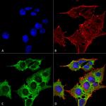 EAAC1 Antibody in Immunocytochemistry (ICC/IF)