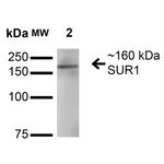 SUR1 Antibody in Western Blot (WB)