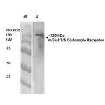 mGluR1/mGluR5 Antibody in Western Blot (WB)