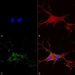 Synaptotagmin 7 Antibody in Immunocytochemistry (ICC/IF)