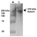 NOTCH1 Antibody in Western Blot (WB)