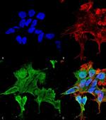 alpha-2c Adrenergic Receptor Antibody in Immunocytochemistry (ICC/IF)