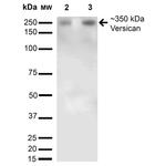 Versican Antibody in Western Blot (WB)